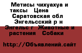 Метисы чихуахуа и таксы › Цена ­ 1 000 - Саратовская обл., Энгельсский р-н, Энгельс г. Животные и растения » Собаки   